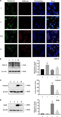 A Critical Role of δ-Opioid Receptor in Anti-microglial Activation Under Stress